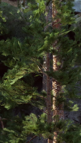 closeup of a pine tree in a forest