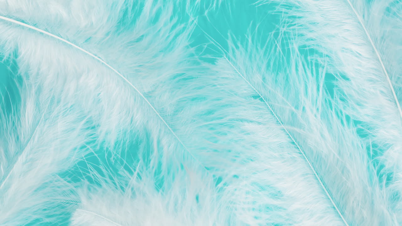 White Feathers on Teal Background