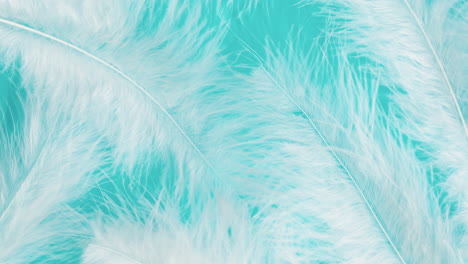 white feathers on teal background