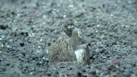 macro close up of octopus siphon breathing underwater