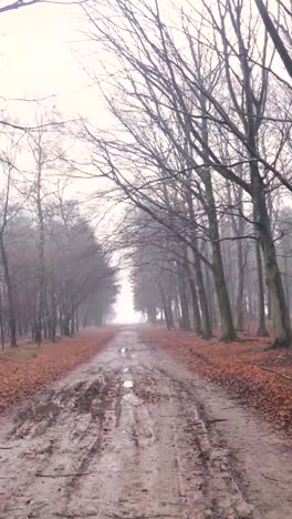 misty forest path in autumn