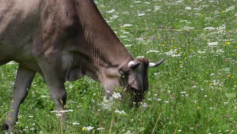 cow pasture on the alps