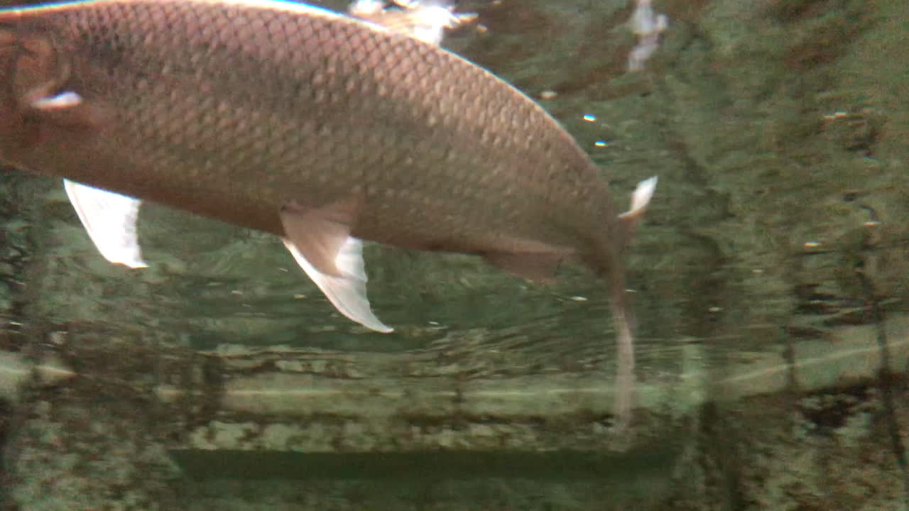 A Piracanjuba (Brycon sp) swimming inside an aquarium at fish market