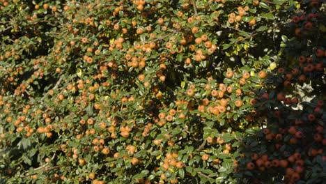 planta densamente otoñal con bayas de naranja