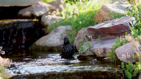 Un-Estornino-Europeo-Salpica-Y-Juega-En-Un-Arroyo-Poco-Profundo-Y-Balbuceante-En-Cámara-Lenta