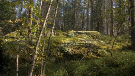 nordic nature with moss and trees, autumn weather and sunny, slow motion 4k