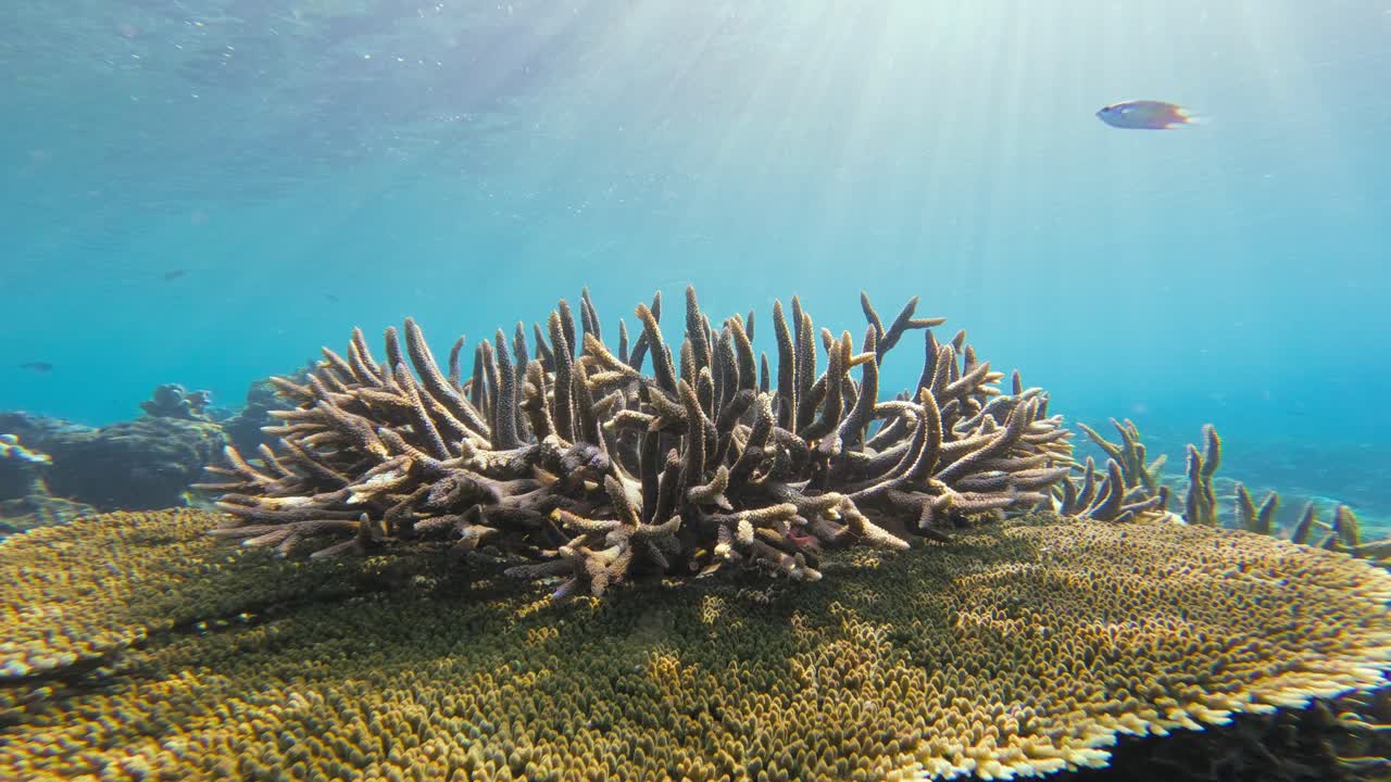Un corallo Acropora spicca su una struttura della barriera corallina bagnata dalla luce del sole, circondato da acque blu cristalline.