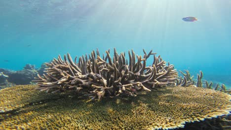 An-Acropora-coral-stands-prominently-on-a-reef-structure-bathed-in-sunlight,-surrounded-by-clear-blue-waters