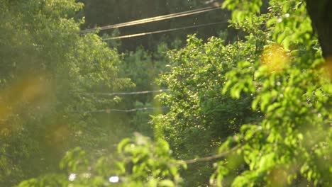 sunlight filtering through trees