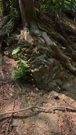 revealing tangled tree roots gripping layered rocks on a sunlit slope at maninsan ecological park - left parallax effect