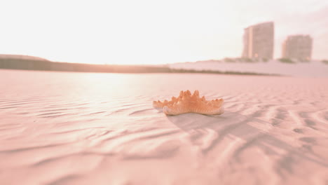 Seestern-Am-Strand-Von-Sity