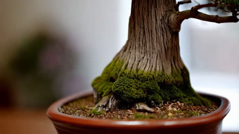 close-up of a bonsai tree trunk with moss