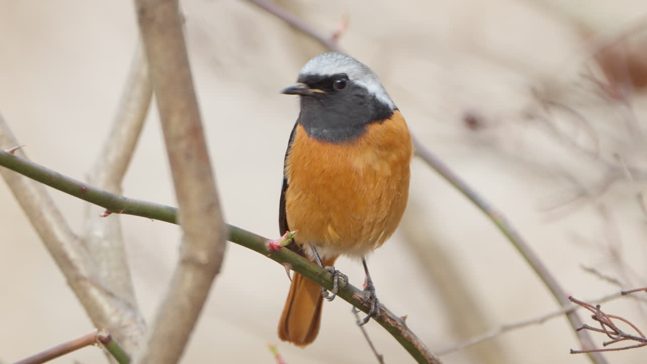 Daurian Redstart Bird Defecates Purched on Leafless Bush Twigs in Spring - close-up