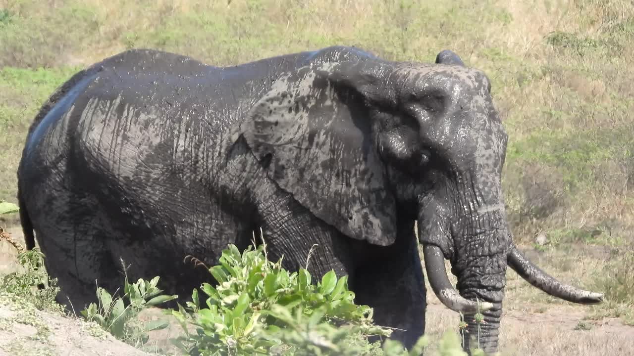 el elefante de la sabana africana disfruta de un baño de barro fresco en el sol abrasador, de cerca
