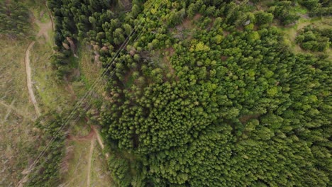 Vista-Aérea-De-Drones-De-Un-Bosque-De-Coníferas-Con-Sendero-De-Montaña