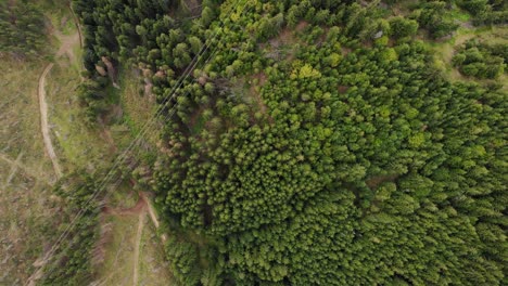 vista aérea de drones de un bosque de coníferas con sendero de montaña