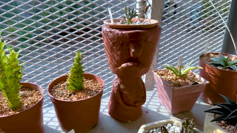 various plants displayed in a sunny greenhouse