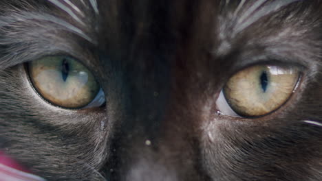 kitten eyes in macro close-up