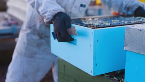 Beekeeper-picking-up-and-moving-wooden-box-beehive,-Langstroth,-close-up