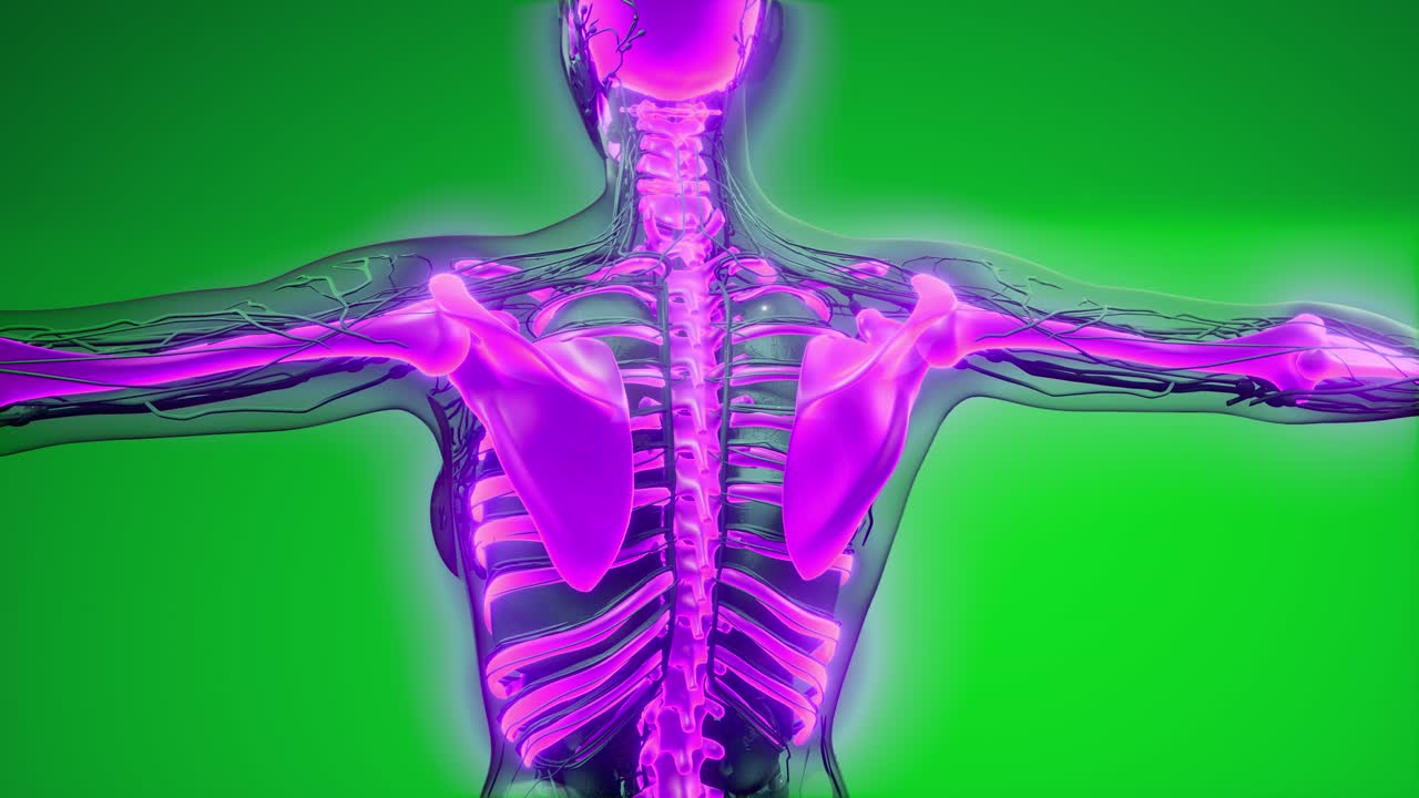 cuerpo humano transparente con huesos visibles