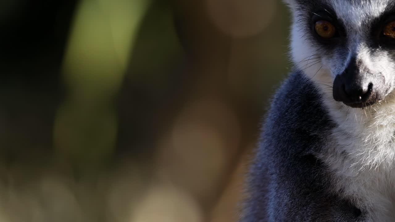 레무르가 둥지 안을 둘러보고 있습니다.