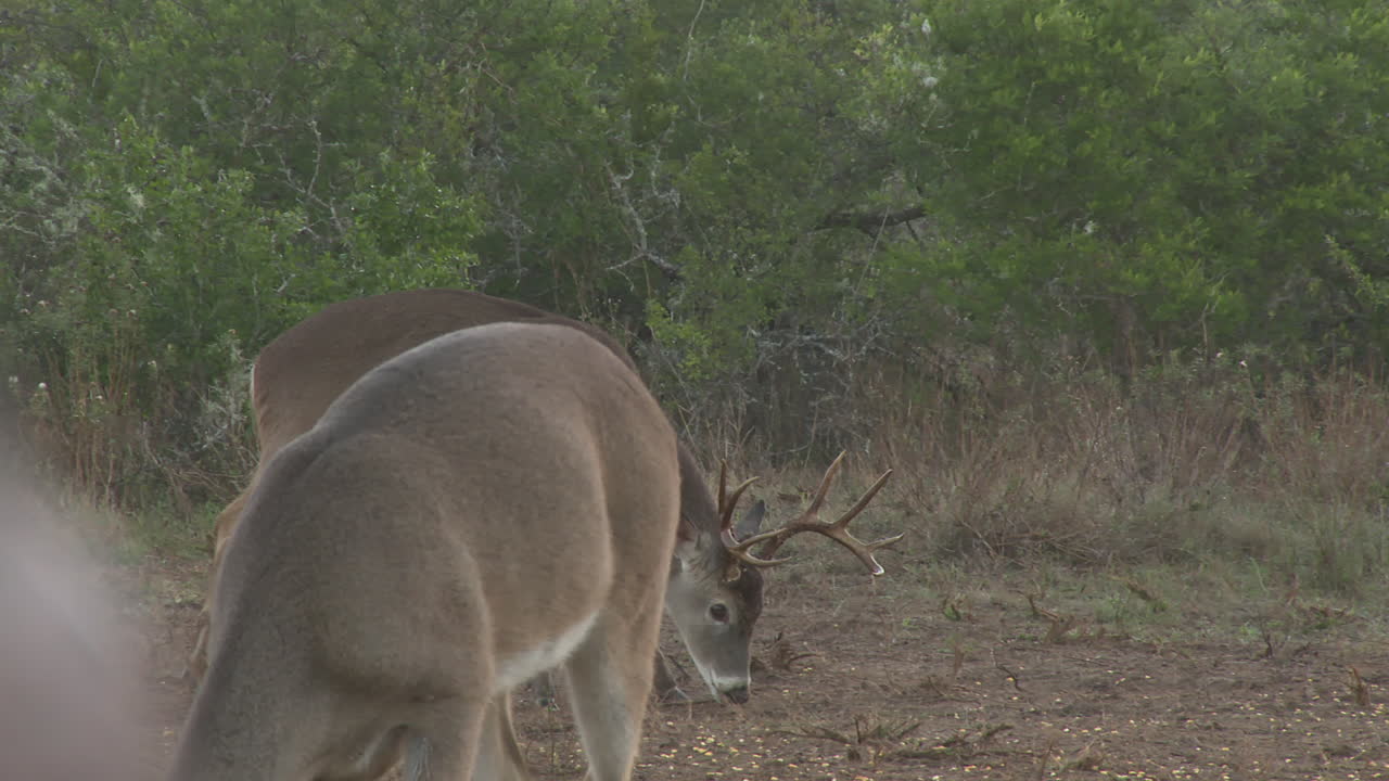 Deer in their natural habitat