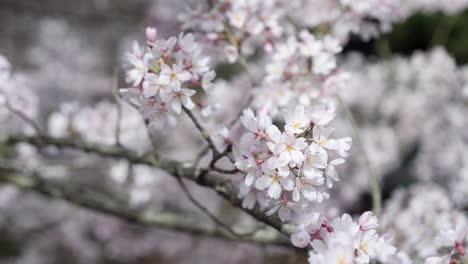 Cherry-Tree-in-Bloom-on-the-grounds-of-Biltmore-House-in-Asheville-North-Carolina