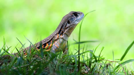 Die-Schmetterlingseidechse-Ist-Eine-Art-Leguan,-Die-Haut-Ist-Mit-Orangefarbenen,-Olivgrünen,-Weißen-Und-Blauen-Flecken-Gefleckt