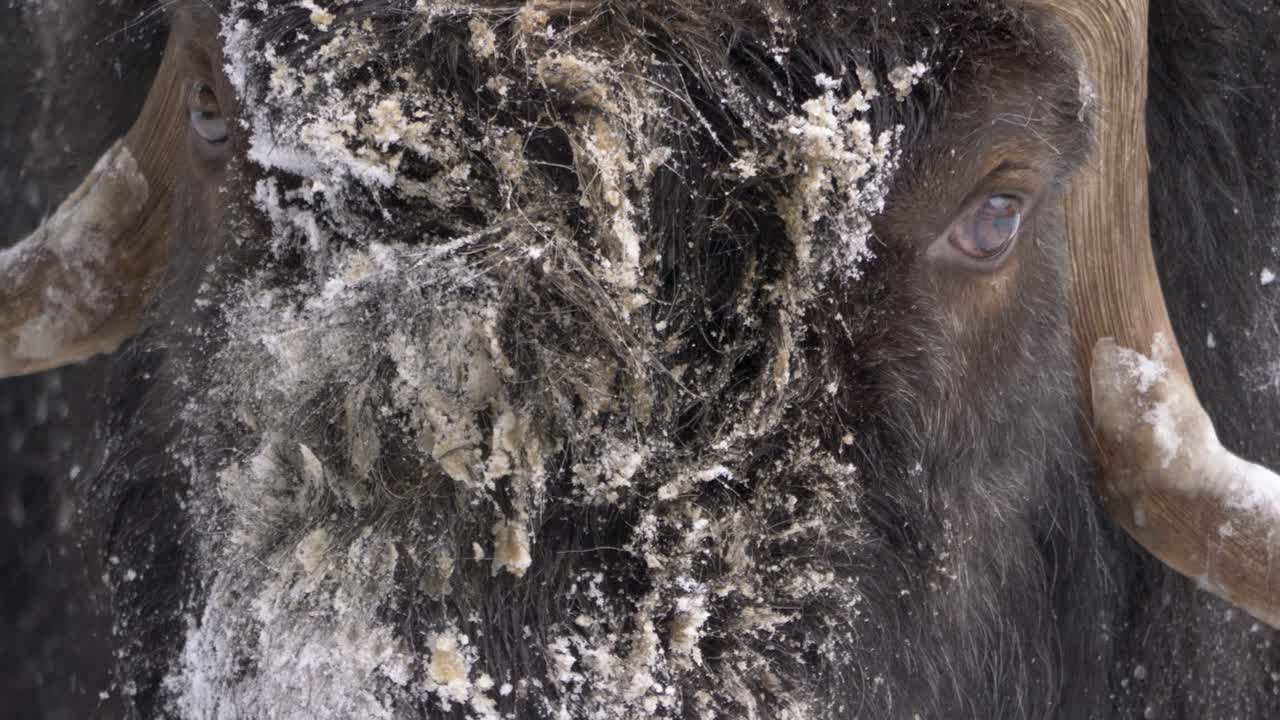 Gentle eyed Musk Ox with frozen muzzle enduring the winter snowfall - Detail close up shot portrait
