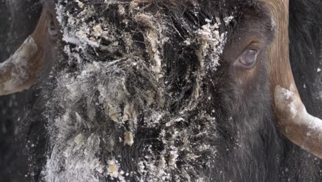 gentle eyed musk ox with frozen muzzle enduring the winter snowfall - detail close up shot portrait