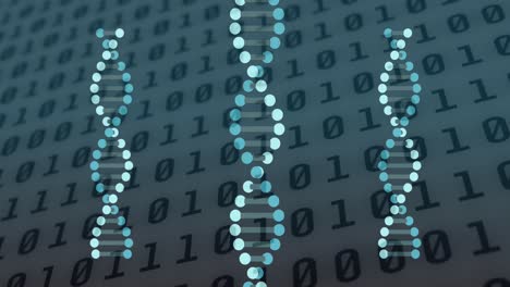 animation of dna strands spinning over binary coding data processing