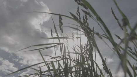 vom wind bewegte grashalme gegen den sonnenbeschienenen himmel mit flauschigen wolken