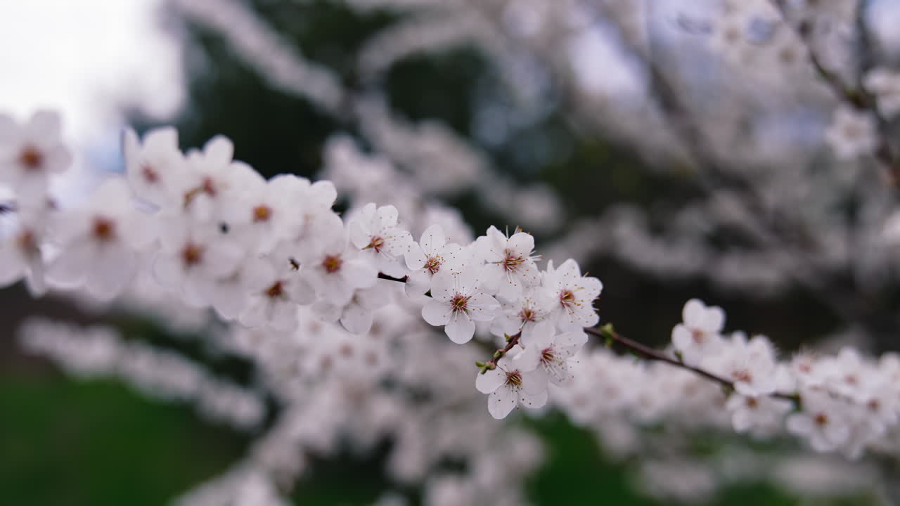 Branch of tree in bloom. Blooming branch of tree during spring