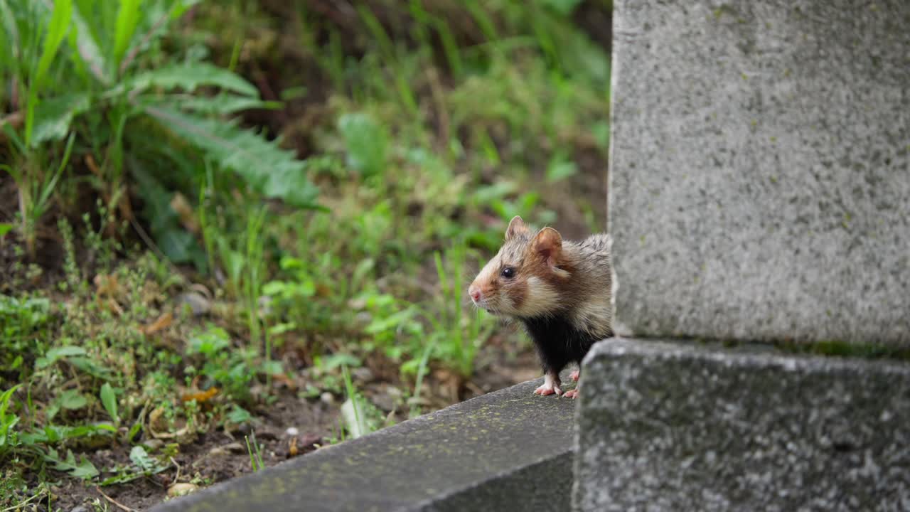 Un criceto europeo sbircia da una lapide, poi salta giù nel cimitero.