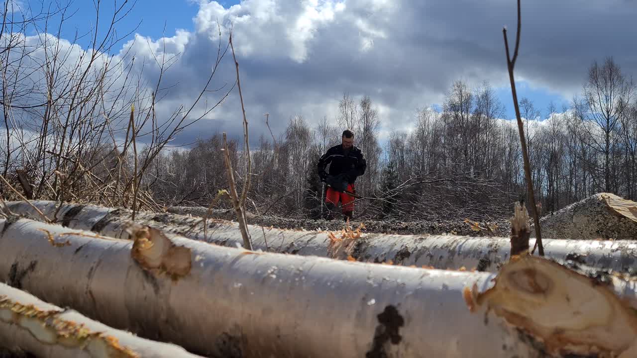 Lumberjack cleaning fallen birch trees for processing further, handheld shot