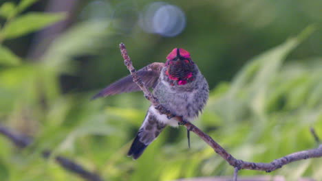 colibrí sentado en una rama estirando las alas a cámara lenta