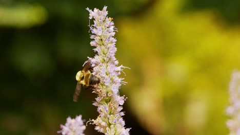 a bees anise