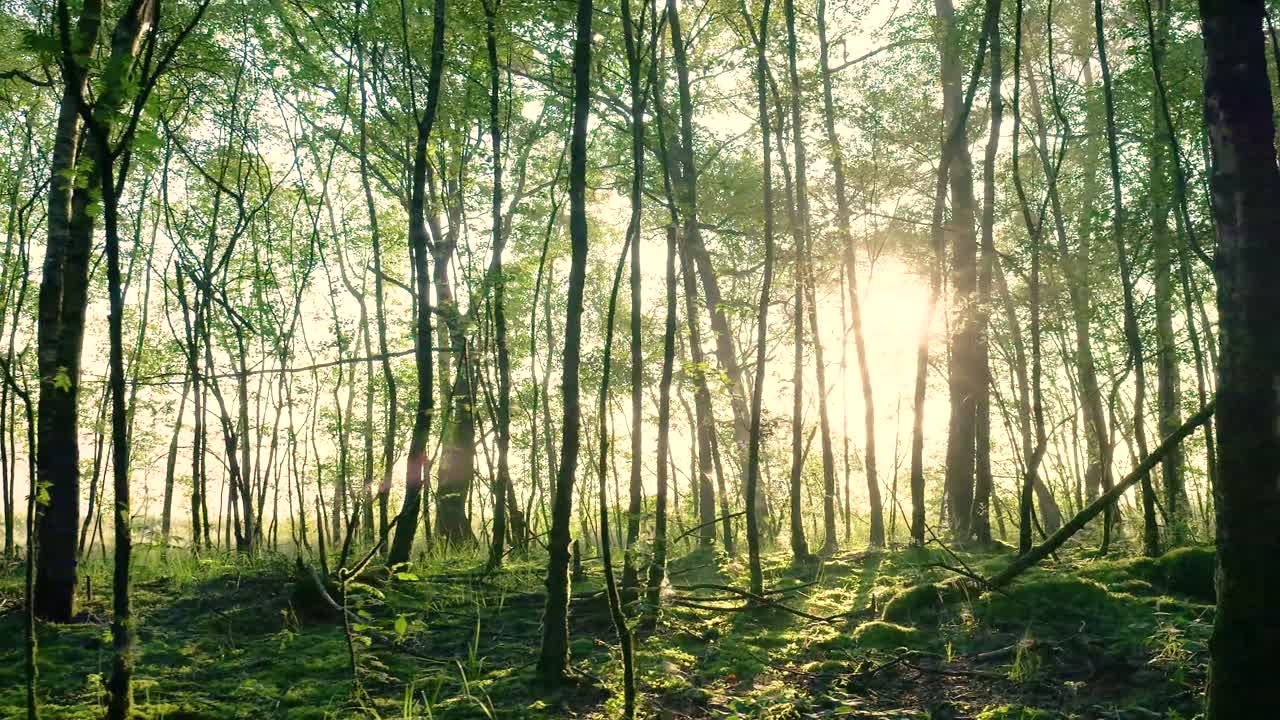 숲 을 가로지르는 빛