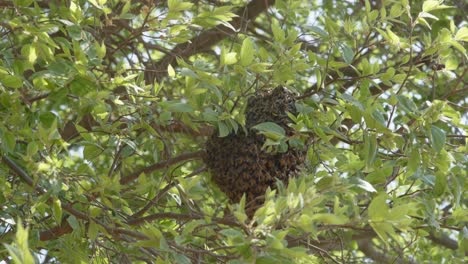 bola de abejas de cerca en el árbol