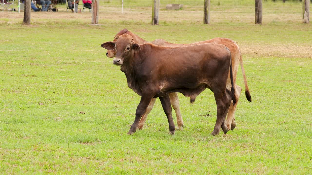 Cattle walking in a grassy field, surrounded by fences and vehicles, under natural daylight in Port Douglas, Australia