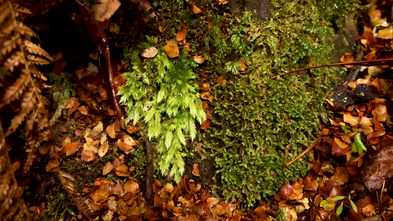 primer plano de musgo y hojas en la selva tropical