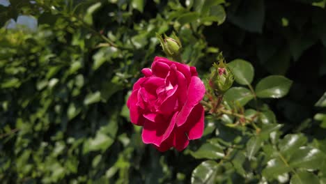 a red rose moves gently in a light breeze surrounded by garden foliage