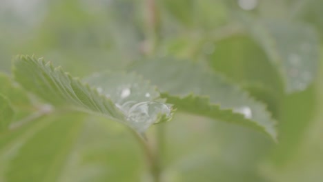 dew-kissed leaves