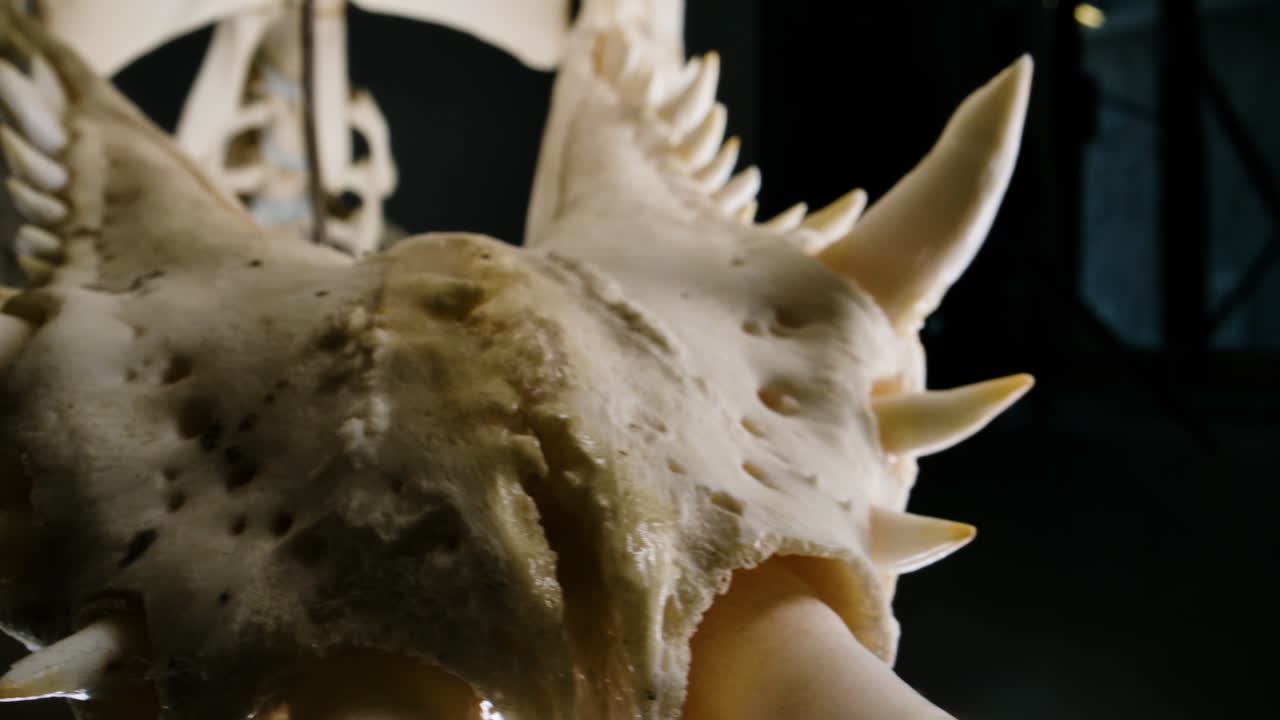 포식자 골격 - 악의적인 악어 이빨