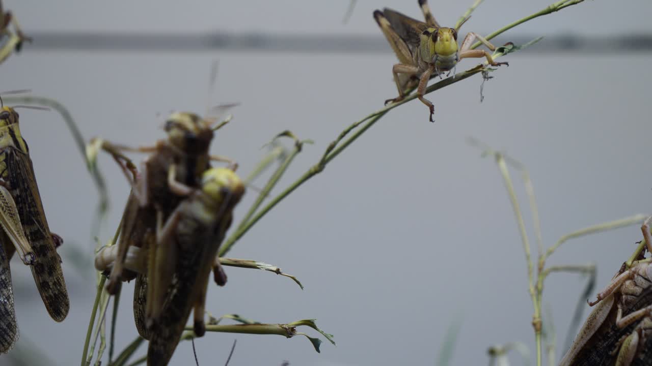 primer plano de saltamontes teniendo sexo agresivo en tallos de hierba en la naturaleza