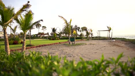 Shot-palm-trees,-garden-and-sandy-beach-in-the-coast-of-Paracas,-Ica,-Peru