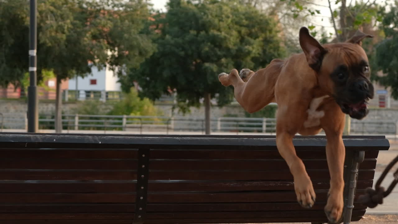 Dog jumping off a park bench at sunset, slow motion video, 240 fps