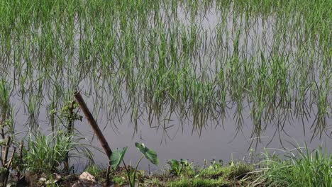 time-lapse of rice growth in a flooded field