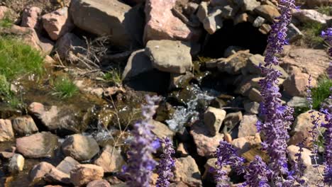 Flores-De-Lavanda-Silvestre-En-La-Brisa,-Arroyo-Corriendo-Sobre-Guijarros-Rojizos-En-El-Fondo