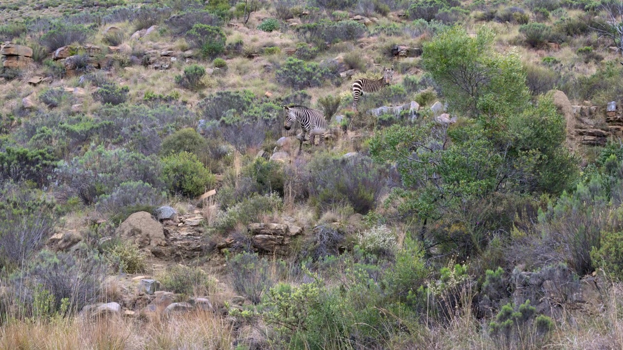 Zebra-da-montanha-do-Cabo (Equus zebra) descendo uma montanha entre arbustos, Parque Nacional da Zebra da Montanha. Câmera Lenta.